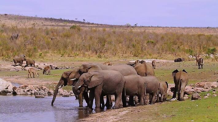 동물 호수 야생동물 포유류 가족 아프리카 자연 코끼리 국립공원 사람없음 옆모습 관광지 마시기 그룹 황무지 보호 군중 사파리 서식지 남아프리카 보츠와나 보호구역 크루거 MOV 해외동영상 클립영상 멸종위기종 공원 나라 뷰포인트 여행 컨셉 관계 모션 사람 생태계 동영상 남아프리카공화국 구역 파일형식