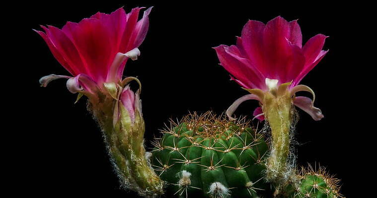 식물 계절 꽃잎 꽃 컬러 꽃다발 꽃무늬 모션 자연 선인장 사람없음 장식 가로 컬러풀 뷰티 봄 펼침 낭만 성장 신선 오픈 개화 변화 속도 동영상 생존 4K 타임랩스 MOV 해외동영상 클립영상 컨셉 무늬 촬영기법 생태계 파일형식