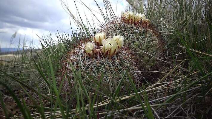 식물 꽃 컬러 꽃무늬 자연 선인장 사람없음 초록색 뷰티 정원 사막 벚꽃 날카로움 내추럴 다육식물 4K MP4 해외동영상 클립영상 무늬 생태계 동영상 파일형식