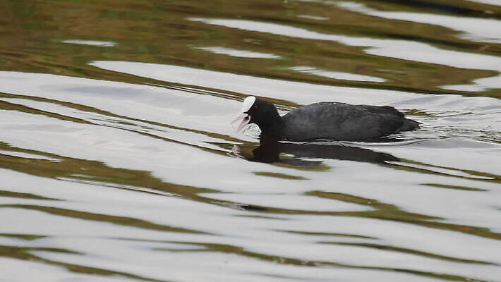 동물 1 야생동물 자연 조류 오리 사람없음 야외 빨간색 물 파란색 뷰티 검은색 수영 흰색 연못 해조류 깃털 부리 물새 내추럴 유라시아 MOV 해외동영상 클립영상 자연요소 유럽 아시아 컬러 수상스포츠 해양식물 생태계 동영상 파일형식