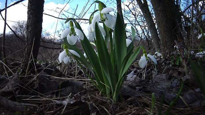 식물 계절 꽃잎 꽃 잎 꽃무늬 자연 아침 초원 사람없음 야외 초록색 정원 맑음 봄 성장 벚꽃 흰색 신선 개화 언덕 스노드롭 수평선 4K MP4 해외동영상 슬로모션 클립영상 주간 컬러 무늬 날씨 촬영기법 생태계 동영상 파일형식