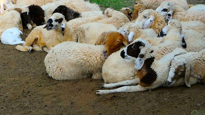 동물 응시 얼굴 밭 농업 포유류 자연 털 초원 사람없음 초록색 여름 농장 농경지 머리 쌓기 맑음 봄 목장 흰색 시골 양 그룹 소 군중 방목 부드러움 양고기 내추럴 양모 램 밭일 양털 MOV 해외동영상 클립영상 시선 계절 산업 컬러 모션 날씨 육류 사람 신체부위 직물 감각 축산업 생태계 동영상 파일형식