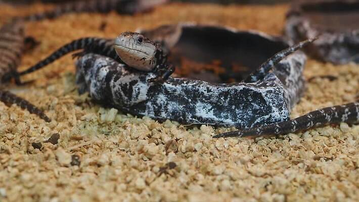 나무 식물 동물 파충류 태국 초식동물 휴식 생물 사람없음 환경 상점 추위 나뭇가지 아기 뜨거움 시장 컨테이너 무역 방콕 오르기 새장 수납 이구아나 거짓말 기르기 돌봄 동물상 매각 이국적 많음 카피스페이스 4K MP4 해외동영상 클립영상 산업 아시아 컨셉 모션 사람 조형물 공백 동영상 케이지 파일형식