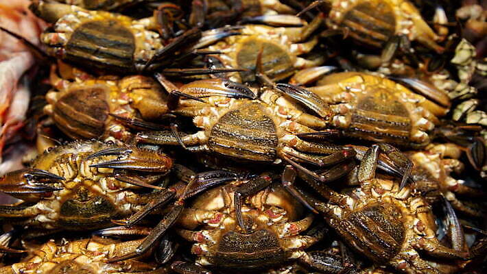 전통 음식 빵 바다 오렌지 따뜻함 건강 갑각류 요리 사람없음 컵 갈색 크래커 식당 식사 저녁식사 게 껍질 신선 고명 클래식 해산물 크림 퓨전 유기농 점심식사 쪽파 수경재배 입가심 집게발 채식주의자 맛있는 MOV 해외동영상 클립영상 동물 식기 웰빙 컬러 컨셉 과일 쿠키 상점 채식 파 동영상 파일형식