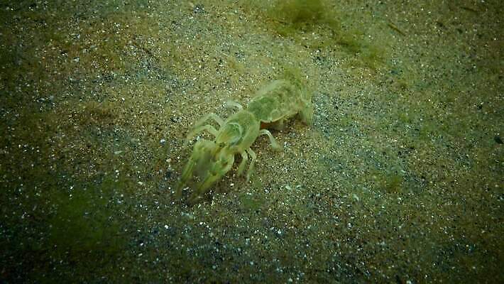 동물 야생동물 바다 절지류 신체 자연 새우 갑각류 사람없음 물 세계 환경 수중 생물학 수족관 암 동물상 생태학 우크라이나 해병대 4K MP4 해외동영상 클립영상 자연요소 교육 유럽 군대 조형물 질병 생태계 동영상 파일형식