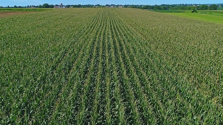 식물 구름 계절 산업 문화 백그라운드 잎 밭 농업 채소 자연 하늘 옥수수 풍경 초원 사람없음 야외 초록색 여름 파란색 농작물 농장 농경지 환경 맑음 봄 수확 성장 시골 신선 낟알 땅 유기농 장면 내추럴 드론 밭일 줄서기 수평선 세련 4K MOV 해외동영상 클립영상 자연요소 웰빙 컬러 모션 날씨 곡류 생태계 동영상 파일형식