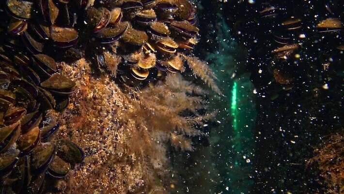 동물 야생동물 바다 포유류 자연 낚시 무척추동물 종류 어류 사람없음 물 세계 환경 바닷속 수중 수중동물 생태계 생물학 생태학 소금물 해병대 4K 수중영상 MP4 해외동영상 클립영상 자연요소 교육 레저 군대 동영상 파일형식