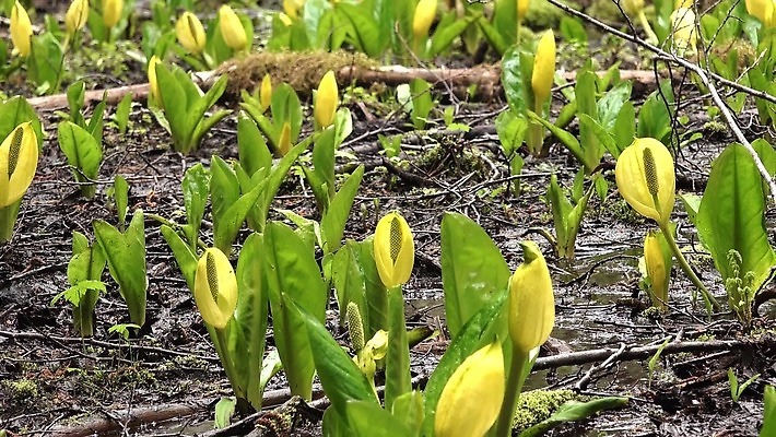 식물 꽃 컬러 자연 잉글랜드 사람없음 초록색 물 노란색 봄 젖음 습지 양배추 냄새 변소 서쪽 워싱턴 4K MP4 해외동영상 클립영상 자연요소 계절 채소 영국 미국 방향 생태계 동영상 파일형식