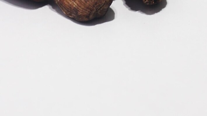 식물 조각 백그라운드 과일 재료 건조 실내 건강 요리 씨앗 동양인 사람없음 약 갈색 검은색 흰색 양념 조미료 닫기 맛 자르기 인도인 허브 향신료 오브젝트 싱글 매움 정사각형 향기 아로마 향료 향 카레 흙더미 고립 꼬투리 마살라 이국적 MOV 해외동영상 클립영상 도형 외국인 음식 컬러 컨셉 의학 모션 인종 내부 흙 냄새 동영상 향미료 파일형식 더미