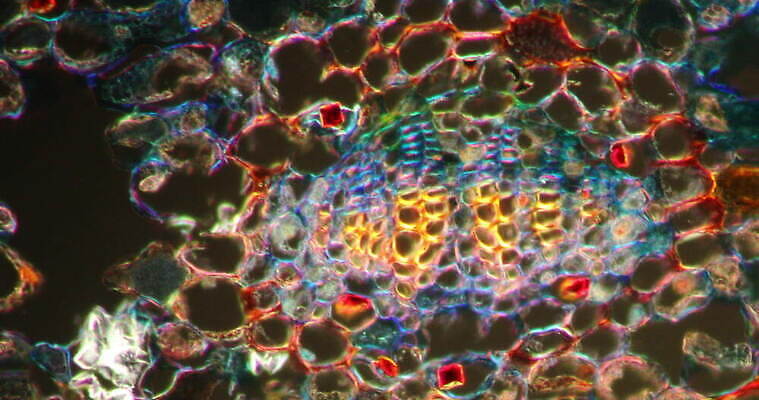 식물 꽃 줄기 과학 이동 패턴 세포 사람없음 빨간색 초록색 시험 성장 조직 횡단보도 확대 떠남 지원 4K 현미경관찰 MOV 해외동영상 클립영상 교육 컬러 컨셉 무늬 모션 관찰 보행로 동영상 파일형식