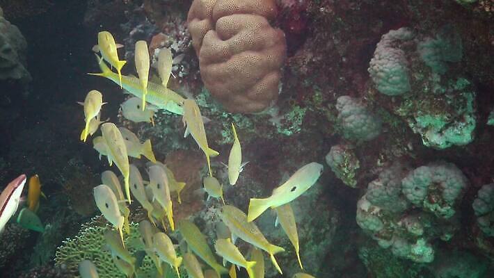동물 야생동물 바다 컬러 낚시 이집트 어류 사람없음 물 컬러풀 바닷속 수중 수영 수중동물 산호 산호초 다이빙 스쿠버다이빙 소금 낚시꾼 암초 홍해 해파리 깊이 생태학 이국적 4K MP4 해외동영상 클립영상 자연요소 교육 아프리카 레저 수상스포츠 수중식물 자포동물 동영상 수중스포츠 파일형식