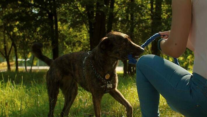 동물 공원 여자 행복 운동화 자연 놀이 휴가 함께함 따뜻함 한명 사람 야외 초록색 친구 반려동물 운동 걷기 맑음 우정 기쁨 개 만족 주인 송곳니 복종 충실 4K MOV 해외동영상 슬로모션 클립영상 1 공공시설 감정 컬러 신발 컨셉 포유류 관계 모션 날씨 촬영기법 건강 치아 생태계 동영상 파일형식