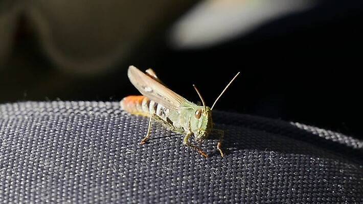 동물 야생동물 곤충 자연 생물 안테나 사람없음 야외 여름 점프 행운 생물학 메뚜기 내추럴 귀뚜라미 동물상 MP4 해외동영상 클립영상 계절 교육 컨셉 통신 모션 조형물 생태계 동영상 파일형식