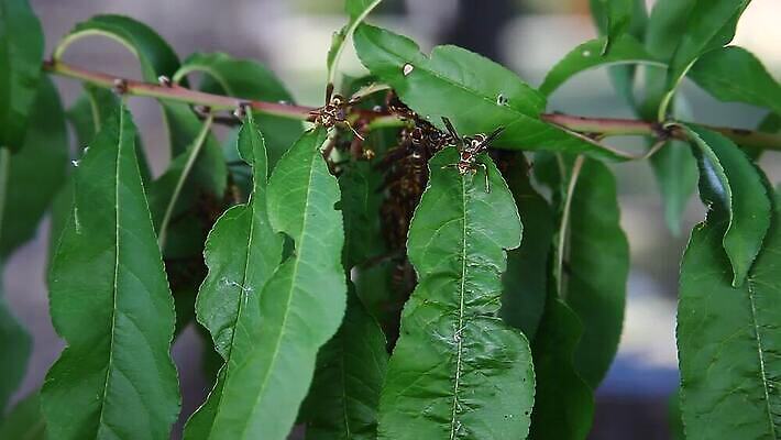 나무 동물 종이 야생동물 곤충 자연 사람없음 야외 황무지 둥지 말벌 복숭아 내추럴 식민지 MOV 해외동영상 클립영상 식물 과일 벌_곤충 생태계 동영상 파일형식