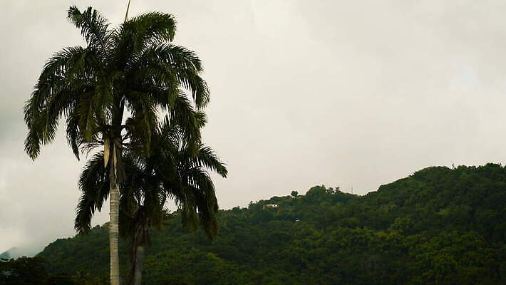 바다 섬 열대 사람없음 열대우림 코코넛 자메이카 4K MOV 해외동영상 클립영상 북아메리카 과일 숲 동영상 파일형식