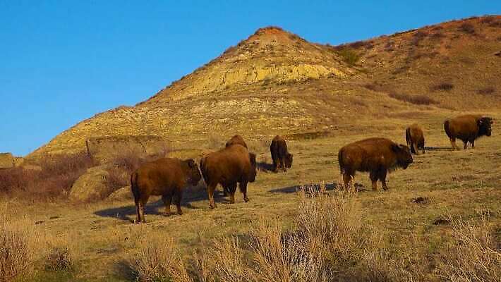 동물 공원 남자 야생동물 포유류 자연 털 사람없음 갈색 계곡 미국 군중 방목 들소 황소 짝짓기 와이오밍 전국 4K MP4 해외동영상 클립영상 공공시설 컬러 북아메리카 사람 소 축산업 생태계 동영상 파일형식