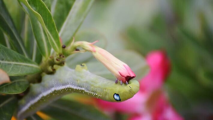 나무 식물 동물 야생동물 음식 컬러 나비 곤충 백그라운드 잎 자연 조류 생물 무척추동물 사람없음 초록색 컬러풀 장미 갈색 노란색 귀여움 정원 검은색 사막 나뭇가지 해충 벌레 진달래 먹기 묘사 꼬리 애벌레 나방 내추럴 기어가기 거짓 변태 못생김 MOV 해외동영상 클립영상 꽃 컨셉 모션 생태계 동영상 파일형식