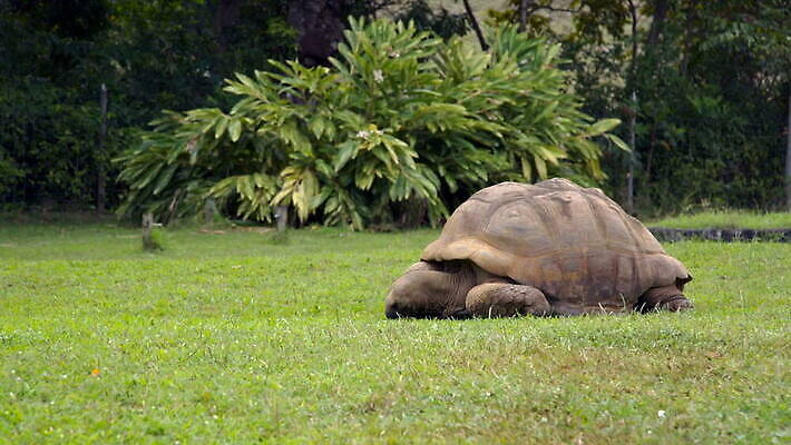 나무 식물 동물 공원 야생동물 파충류 자연 잔디 사람없음 학습 거북이 방목 먹기 느림 거인 동물상 모리셔스 수유 이국적 MOV 해외동영상 클립영상 공공시설 교육 모션 조형물 축산업 생태계 동영상 파일형식