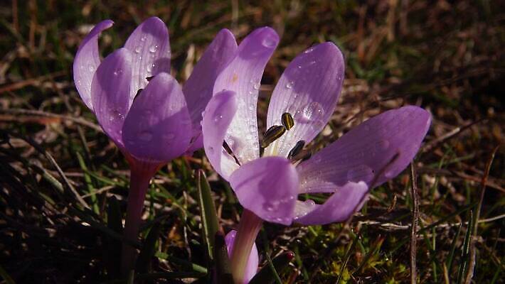 식물 꽃 분홍색 컬러 백그라운드 꽃무늬 자연 초원 사람없음 장식 초록색 뷰티 정원 보라색 봄 벚꽃 가을 개화 마법 스텝 4K MP4 해외동영상 클립영상 계절 무늬 생태계 동영상 파일형식