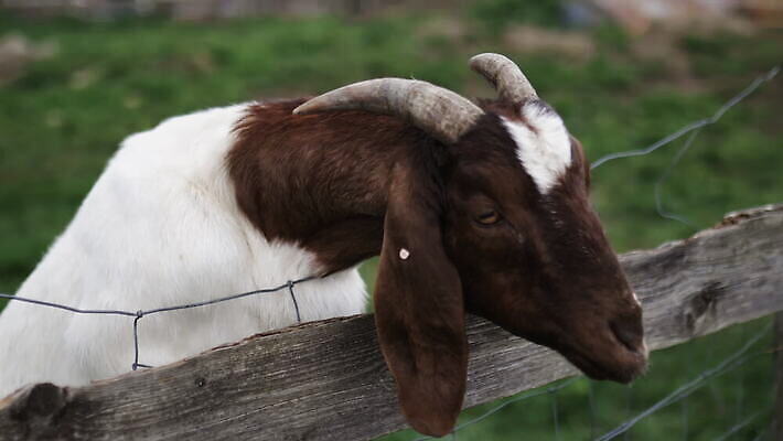 동물 외관 야생동물 농업 포유류 자연 염소 영국 잉글랜드 뿔 성인 사람없음 야외 목재 울타리 농장 갈색 환경 흰색 시골 양 먹이 먼지 철사 진흙 반추동물 목가 4K MOV 해외동영상 클립영상 나무 유럽 산업 컬러 재료 사람 담장 생태계 동영상 파일형식