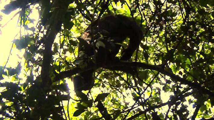 나무 동물 야생동물 여행 포유류 아프리카 자연 생물 앉기 사람없음 초록색 원숭이 보호 숲 사파리 케냐 서식지 유인원 내추럴 침팬지 보호구역 우간다 MOV 해외동영상 클립영상 식물 나라 컬러 컨셉 모션 생태계 동영상 구역 파일형식