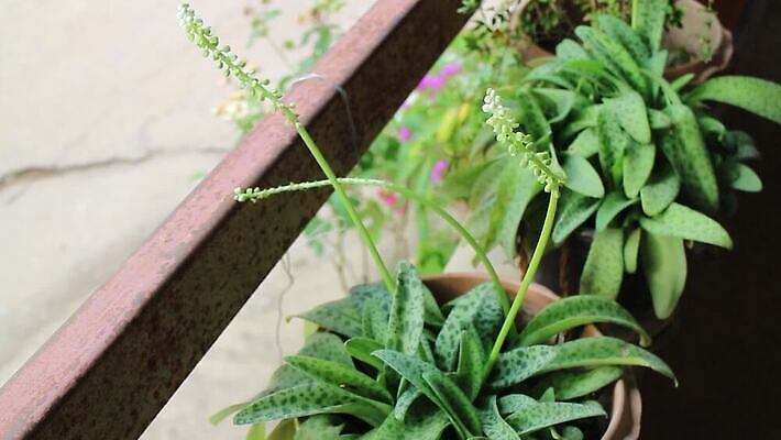 식물 꽃 화분 화초 단풍 잎 주택 실내 사람없음 야외 장식 가로 초록색 환경 성장 발코니 시골 원예 열대기후 온실 세련 MOV 해외동영상 클립영상 컬러 취미 내부 건물 동영상 파일형식