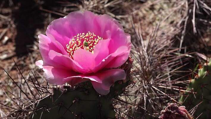 꽃 과일 자연 선인장 풍경 사람없음 초록색 노란색 사막 가시 달콤 다육식물 숙성 4K MP4 해외동영상 클립영상 식물 컬러 맛 생태계 동영상 파일형식