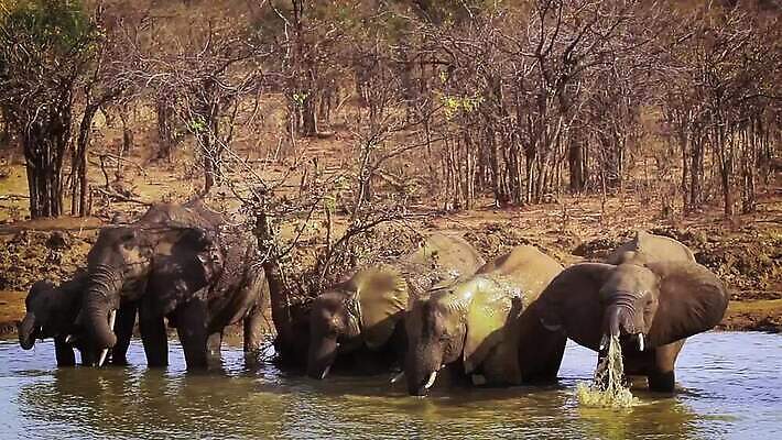 동물 야생동물 포유류 가족 아프리카 자연 코끼리 수영장 국립공원 사람없음 마시기 그룹 황무지 보호 군중 사파리 남아프리카 보츠와나 보호구역 크루거 MOV 해외동영상 클립영상 멸종위기종 공원 나라 컨셉 관계 모션 사람 생태계 동영상 남아프리카공화국 구역 파일형식