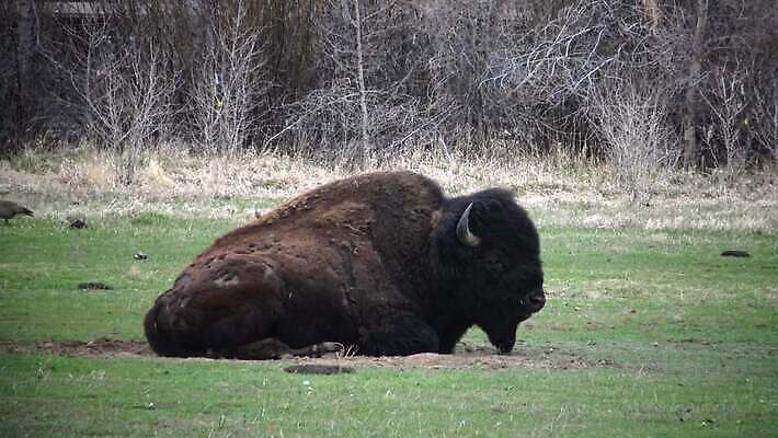 동물 공원 남자 야생동물 포유류 자연 털 사람없음 여름 갈색 계곡 미국 군중 방목 들소 황소 짝짓기 와이오밍 전국 4K MP4 해외동영상 클립영상 계절 공공시설 컬러 북아메리카 사람 소 축산업 생태계 동영상 파일형식