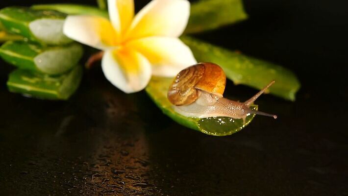 식물 동물 꽃 곤충 백그라운드 컨셉 잎 모션 자연 건강 사람없음 초록색 물 뷰티 환경 화장품 촉촉함 벚꽃 껍질 흰색 물방울 신선 개화 작음 허브 묘사 유기농 느림 내추럴 고립 동물상 떠남 아열대 알로에 MOV 해외동영상 클립영상 자연요소 웰빙 컬러 조형물 젖음 크기 생태계 동영상 파일형식