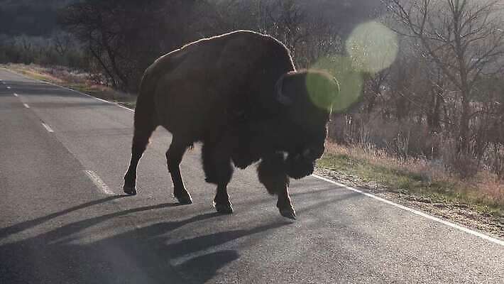 동물 공원 남자 야생동물 포유류 자연 털 사람없음 여름 갈색 계곡 미국 군중 방목 들소 황소 짝짓기 와이오밍 전국 4K MP4 해외동영상 클립영상 계절 공공시설 컬러 북아메리카 사람 소 축산업 생태계 동영상 파일형식