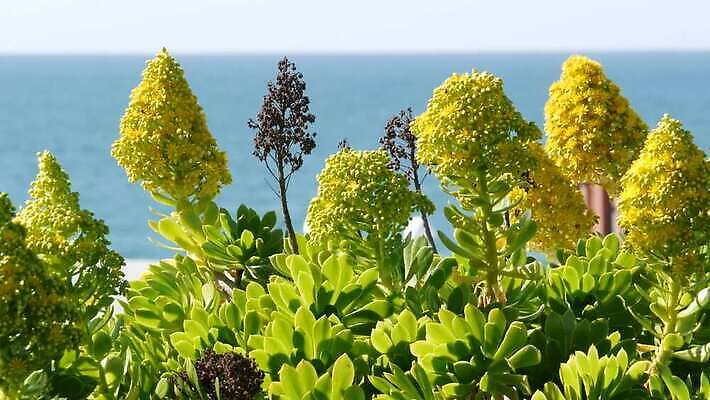 나무 식물 꽃 화초 바다 백그라운드 꽃무늬 바람 해변 사람없음 장식 여름 파란색 노란색 정원 미국 벚꽃 개화 분위기 피라미드 캘리포니아 화단 태평양 원뿔 내추럴 다육식물 카피스페이스 세련 4K 오션사이드 MP4 해외동영상 클립영상 자연요소 도형 건축물 계절 컬러 컨셉 북아메리카 무늬 날씨 공백 동영상 랜드마크 파일형식