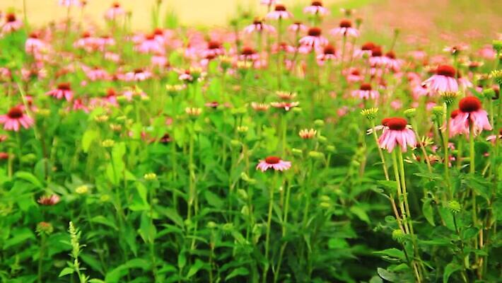 식물 꽃잎 꽃 분홍색 백그라운드 오렌지 자연 사람없음 빨간색 초록색 보라색 미국 봄 흰색 닫기 약초 정상 허브 꿀 내추럴 고립 자연요법 혼자 MOV 해외동영상 클립영상 계절 컬러 북아메리카 과일 모션 풀_식물 생태계 동영상 파일형식