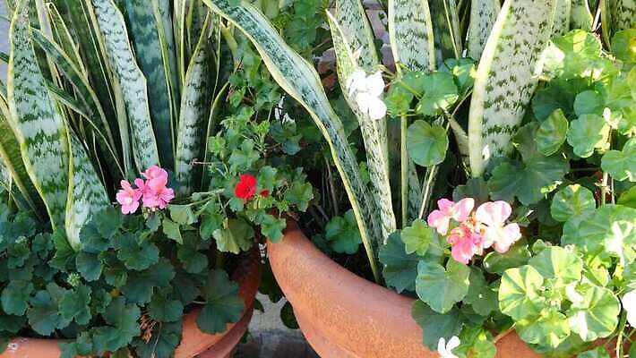 식물 꽃 화분 화초 컬러 백그라운드 단풍 잎 꽃무늬 사람없음 장식 빨간색 초록색 정원 미국 활발 성장 벚꽃 신선 개화 닫기 냄비 캘리포니아 내추럴 강렬 광합성 제라늄 카피스페이스 그리너리 세련 4K MP4 해외동영상 클립영상 컨셉 북아메리카 무늬 모션 공백 솥 동영상 파일형식 트랜드컬러