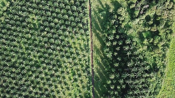 산업 아시아 백그라운드 밭 농업 안테나 손바닥 사람없음 파란색 농장 환경 신선 재산 말레이시아 드론 원자재 조감도 4K MOV 해외동영상 클립영상 손 나라 컬러 통신 금융 동영상 파일형식