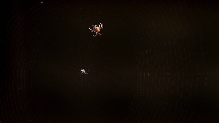 동물 컬러 곤충 백그라운드 패턴 자연 사람없음 야외 초록색 빛 정원 검은색 웹 새벽 그물 벌레 거미줄 거미 올가미 내추럴 변소 짜기 MOV 해외동영상 클립영상 자연요소 무늬 인터넷 모션 생태계 동영상 파일형식