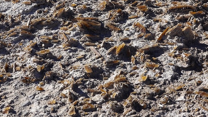 꽃 모래 여행 백그라운드 패턴 자연 건조 사람없음 물 장미 갈색 견본 사막 바위 흰색 거친 크리스탈 질감 결정체 내추럴 지질학 칼슘 4K MP4 해외동영상 클립영상 자연요소 식물 교육 컬러 무늬 돌_바위 광석 생태계 동영상 파일형식