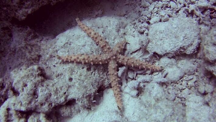 식물 동물 무기 야생동물 바다 모션 자연 불가사리 무척추동물 이집트 사람없음 물 모래사장 걷기 환경 수중 가시 산호 산호초 생태계 날카로움 5 홍해 석호 내추럴 동물상 소금물 MP4 해외동영상 클립영상 자연요소 아프리카 극피동물 조형물 숫자 수중식물 자포동물 동영상 파일형식