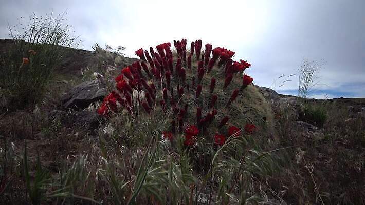 식물 공원 꽃 분홍색 자연 선인장 사람없음 컵 빨간색 초록색 뷰티 미국 사막 벚꽃 개화 닫기 애리조나 고슴도치 전국 4K MP4 해외동영상 클립영상 식기 공공시설 컬러 북아메리카 포유류 모션 생태계 동영상 파일형식