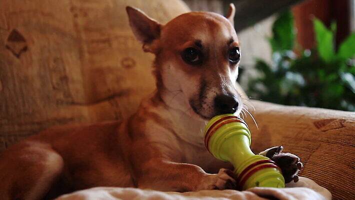 동물 행복 백그라운드 놀이 뼈 주택 건강 사람없음 초록색 반려동물 소파 장난감 갈색 기쁨 방 듣기 흰색 개 달콤 강아지 작음 스마트 귀 부드러움 기르기 유래 MOV 해외동영상 클립영상 감정 컬러 컨셉 의자 포유류 모션 건물 신체부위 감각 맛 크기 동영상 돌봄 파일형식