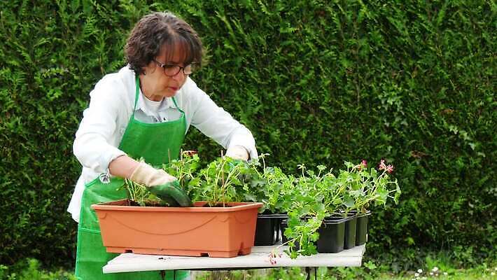 식물 백인 손 여자 꽃 분홍색 장갑 자연 한명 사람 성인 취미 야외 초록색 정원 봄 냄비 꽃집 심기 원예사 제라늄 4K MP4 해외동영상 클립영상 서양인 직업 1 잡화 계절 컬러 모션 신체부위 상점 솥 생태계 동영상 파일형식