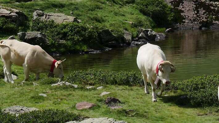동물 호수 음료 밭 농업 산 사람없음 야외 초록색 물 농장 소고기 마시기 흰색 소 유기농 생물학 알프스 밭일 반추동물 4K MP4 해외동영상 클립영상 자연요소 웰빙 교육 유럽 산업 컬러 포유류 모션 육류 동영상 파일형식