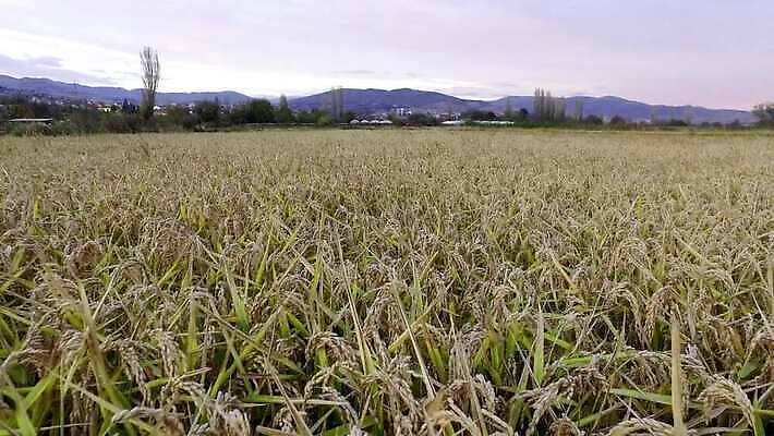 식물 구름 계절 백그라운드 농업 자연 하늘 날씨 풍경 잔디 초원 사람없음 야외 초록색 여름 컬러풀 태양 농장 일출 환경 맑음 일몰 활발 수확 광선 가을 전원 시골 신선 땅 밀 장면 천국 내추럴 논밭 평야 호밀 수평선 4K MP4 해외동영상 클립영상 자연요소 산업 컬러 컨셉 밭 곡류 논 노을 전기에너지 생태계 동영상 파일형식