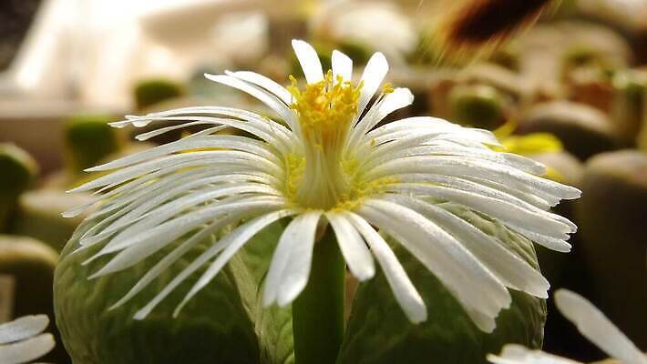 모양 식물 꽃잎 꽃 컬러 백그라운드 잎 패턴 자연 선인장 건조 사람없음 장식 초록색 컬러풀 사막 성장 조약돌 작음 수분 내추럴 나미비아 다육식물 4K MP4 해외동영상 클립영상 무늬 돌_바위 크기 생태계 동영상 남아프리카 파일형식