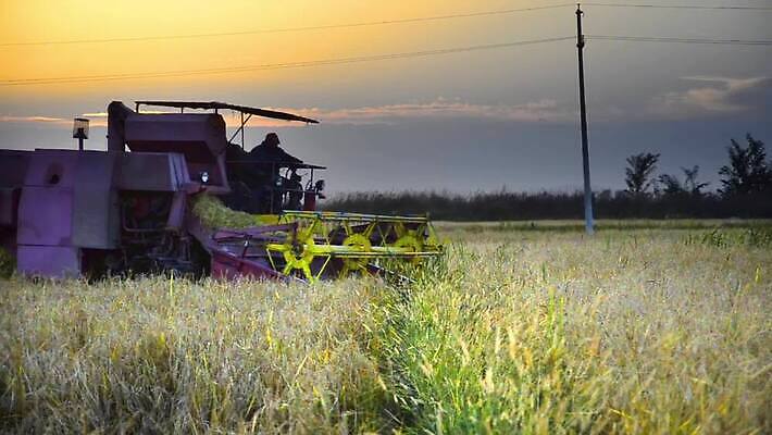 직업 산업 음식 밭 농업 사람없음 야외 건물 태양 농장 기계 수확 시골 칼날 운전사 황금 농부 결합 낟알 땅 자르기 밀 굽기 수집 밀가루 밭일 사일로 숙성 MOV 해외동영상 클립영상 자연요소 건축물 모션 곡류 가루 구이 동영상 파일형식