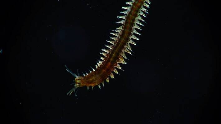 동물 야생동물 바다 자연 무척추동물 사람없음 물 환경 바닷속 수중 생태계 생물학 수족관 기어가기 동물상 생태학 소금물 4K 저서생물 MP4 해외동영상 클립영상 자연요소 교육 모션 생물 조형물 동영상 파일형식 미술 문화예술