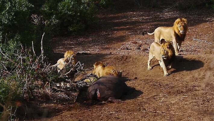 동물 남자 야생동물 포유류 아프리카 자연 국립공원 사람없음 고양이 4 그룹 황무지 보호 사자 사파리 육식동물 살인 남아프리카 보츠와나 보호구역 크루거 MOV 해외동영상 클립영상 멸종위기종 공원 나라 컨셉 사람 반려동물 숫자 범죄 생태계 동영상 남아프리카공화국 구역 파일형식