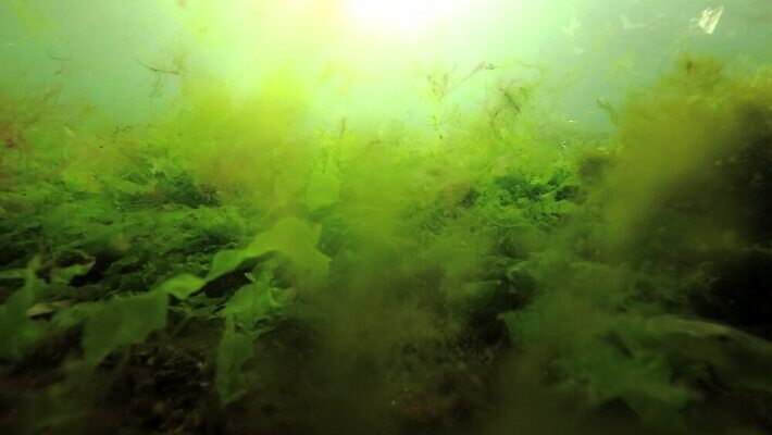 식물 동물 야생동물 바다 자연 무척추동물 풍경 사람없음 초록색 환경 바닷속 수중 해조류 생태계 생물학 광합성 산화 생태학 소금물 4K 수중영상 MP4 해외동영상 클립영상 교육 컬러 해양식물 동영상 파일형식