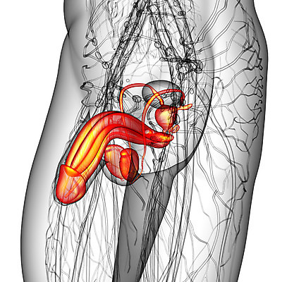 포토 JPG 해외이미지 남자 해부 건강 사람 사람없음 3D 오르간 방광 수탉 해외202004 해외포토 의학 닭 건반악기 비뇨기관 디지털합성 수컷 파일형식