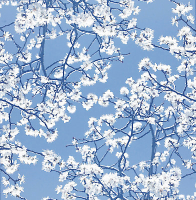 포토 JPG 해외이미지 나무 식물 계절 공원 꽃 백그라운드 꽃무늬 패턴 과일 자연 벽지 하늘 추상 새로움 사람없음 야외 파란색 정원 일본 봄 성장 벚꽃 흰색 나뭇가지 신선 개화 체리 사과 묘사 질감 부드러움 아몬드 내추럴 해외202004 해외포토 공공시설 아시아 컬러 컨셉 무늬 견과류 감각 생태계 파일형식